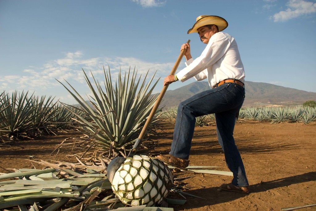 Cuatro ciudades mexicanas para disfrutar y olvidar el estrés - lugares-para-visitar-en-guadalajara-tequila-1024x685