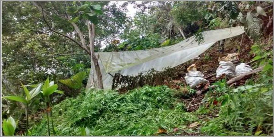 Decomisan 2.1 toneladas de mariguana en Colombia
