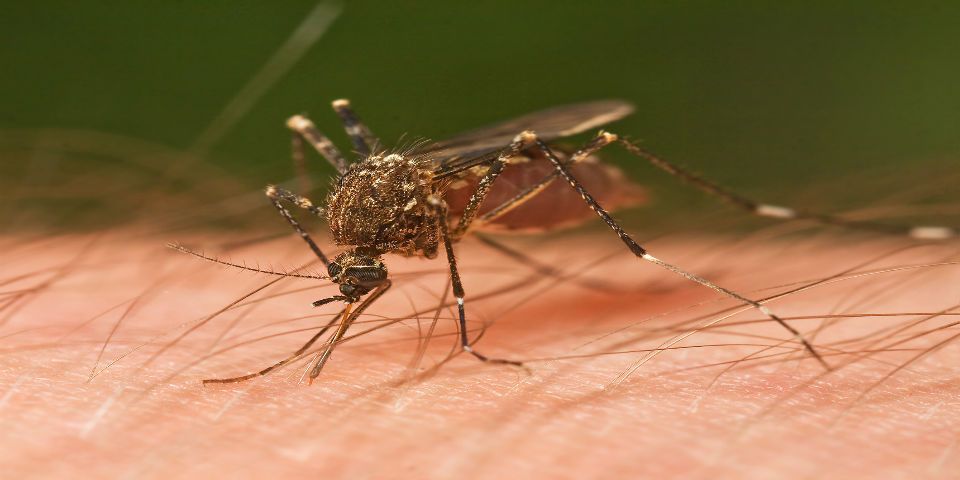 Los mosquitos seleccionan a sus víctimas Los mosquitos seleccionan a sus víctimas