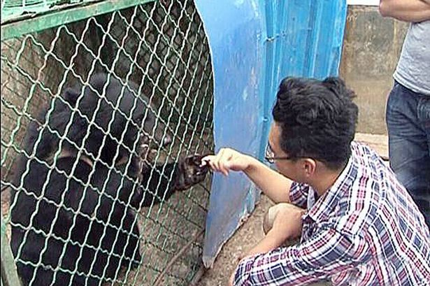 Hombre cría a osos pensando que eran perros