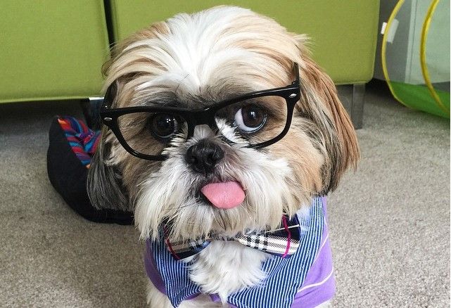 El perro más inteligente del mundo El perro más inteligente del mundo