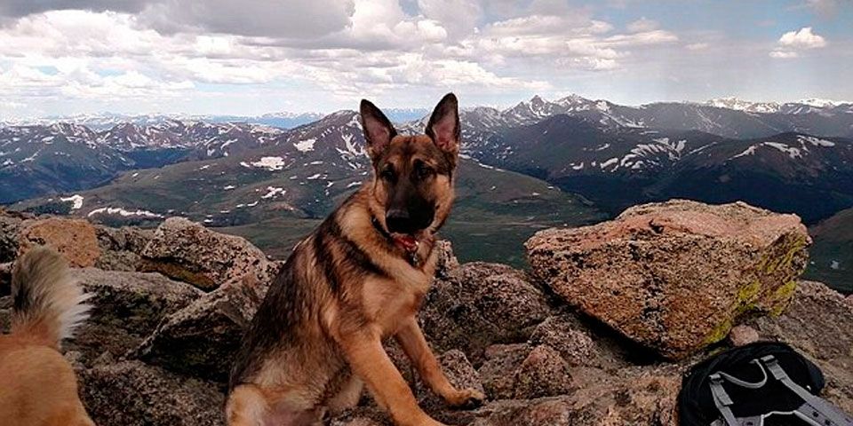 Perro salva a excursionista al recibir impacto de rayo