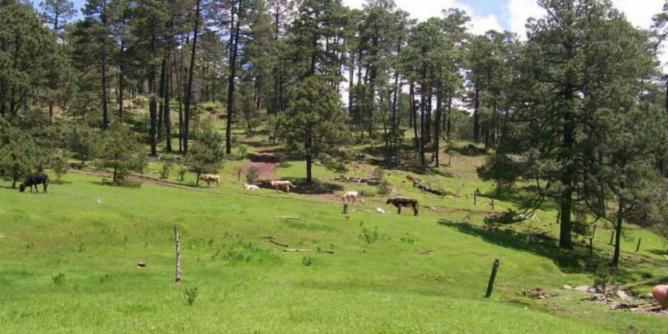 Emboscada en Durango deja 11 muertos Emboscada en Durango deja 11 muertos