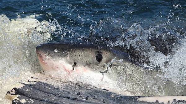 Video: tiburones se comen a una ballena