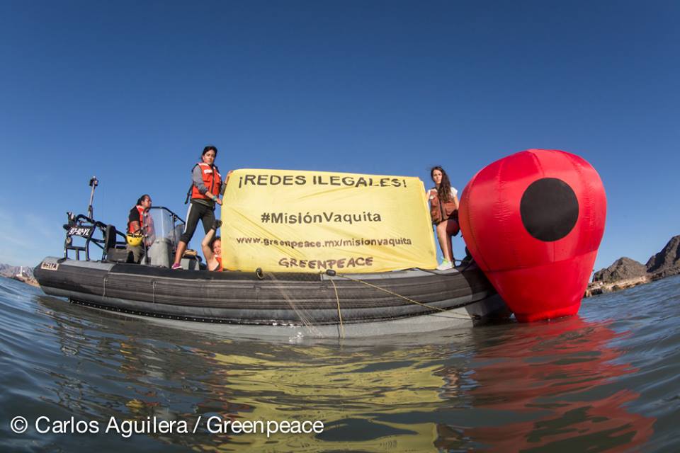 Inicia campaña de protección de la vaquita marina en BC Inicia campaña de protección de la vaquita marina en BC