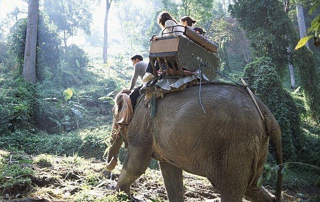 Elefante mata a su cuidador en Tailandia