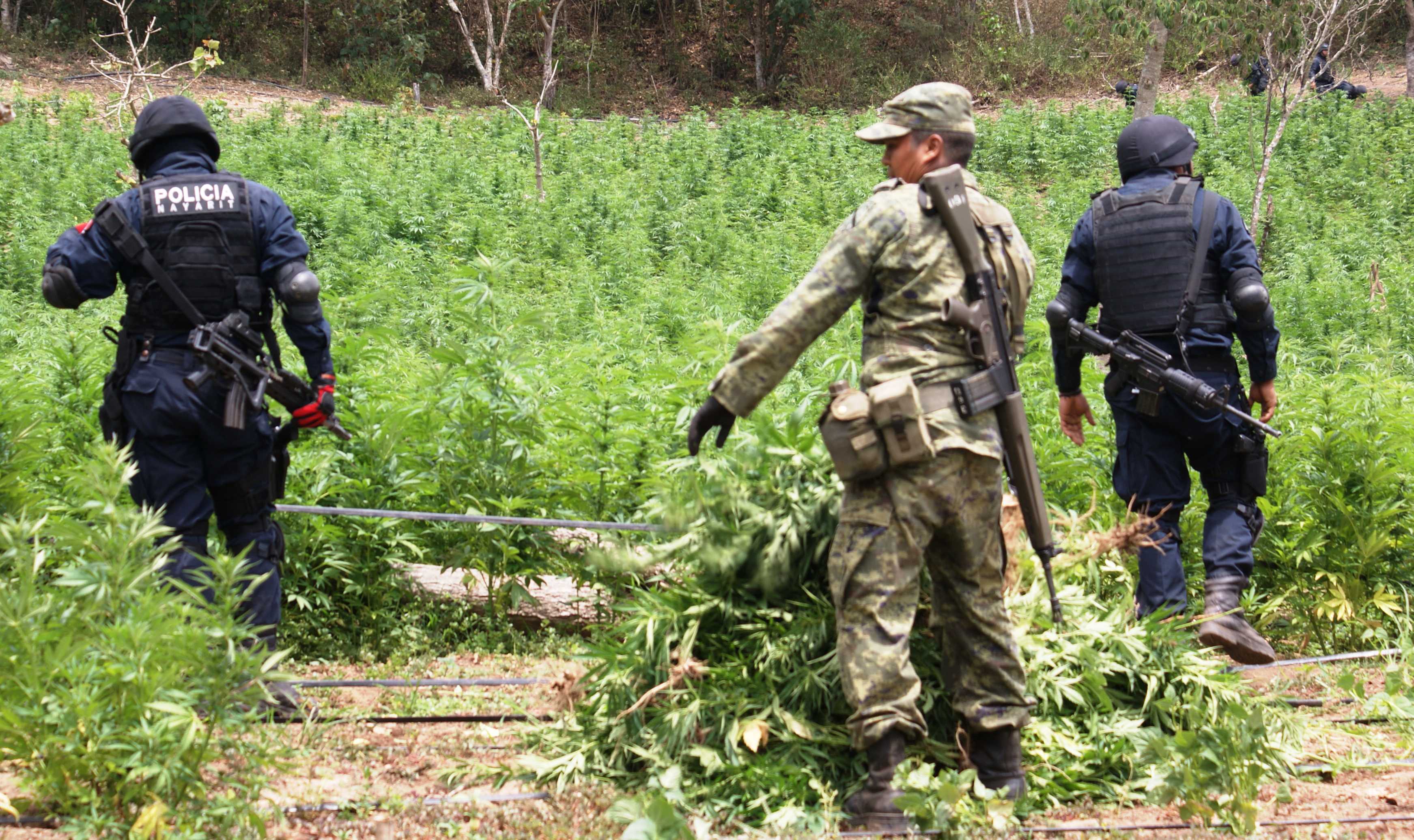 Policía Federal destruye plantío de mariguana en Michoacán