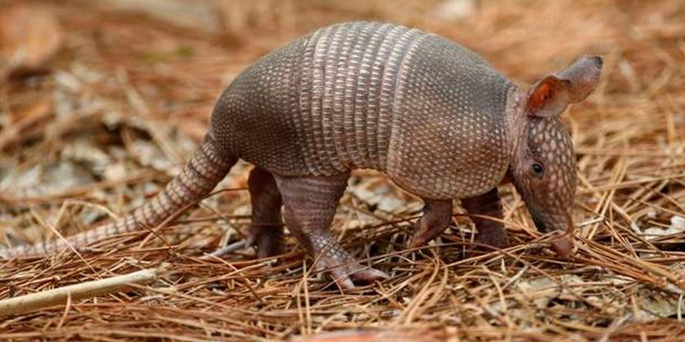 Bala rebota en armadillo y manda a agresor al hospital