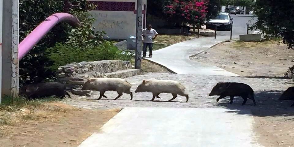 Captan presencia de jabalíes en Guadalupe, Nuevo León