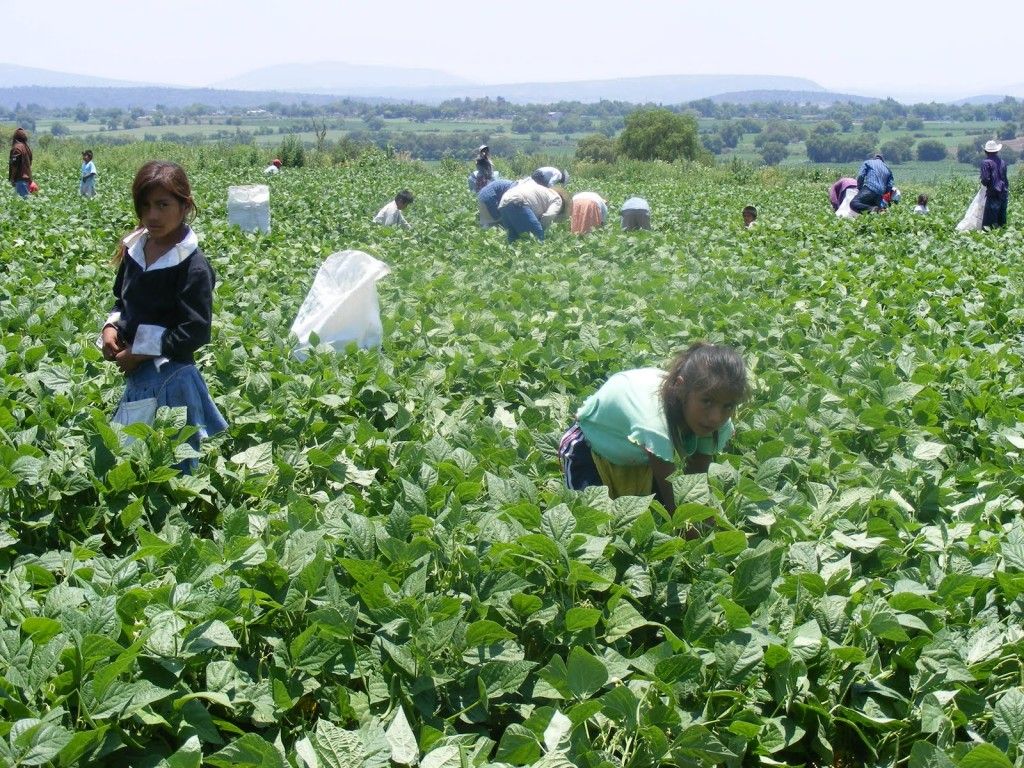 California aprueba nueva ley de horas extra para campesinos - Jornaleros-viven-esclavitud-sin-cadenas-la-mitad-de-los-ninos-no-estudia1-1024x768