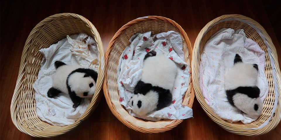 Presentan 10 nuevos pandas bebés en China Presentan 10 nuevos pandas bebés en China