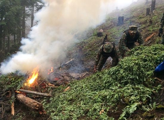 Incineran plantío de más de 24 mil metros cuadrados de amapola