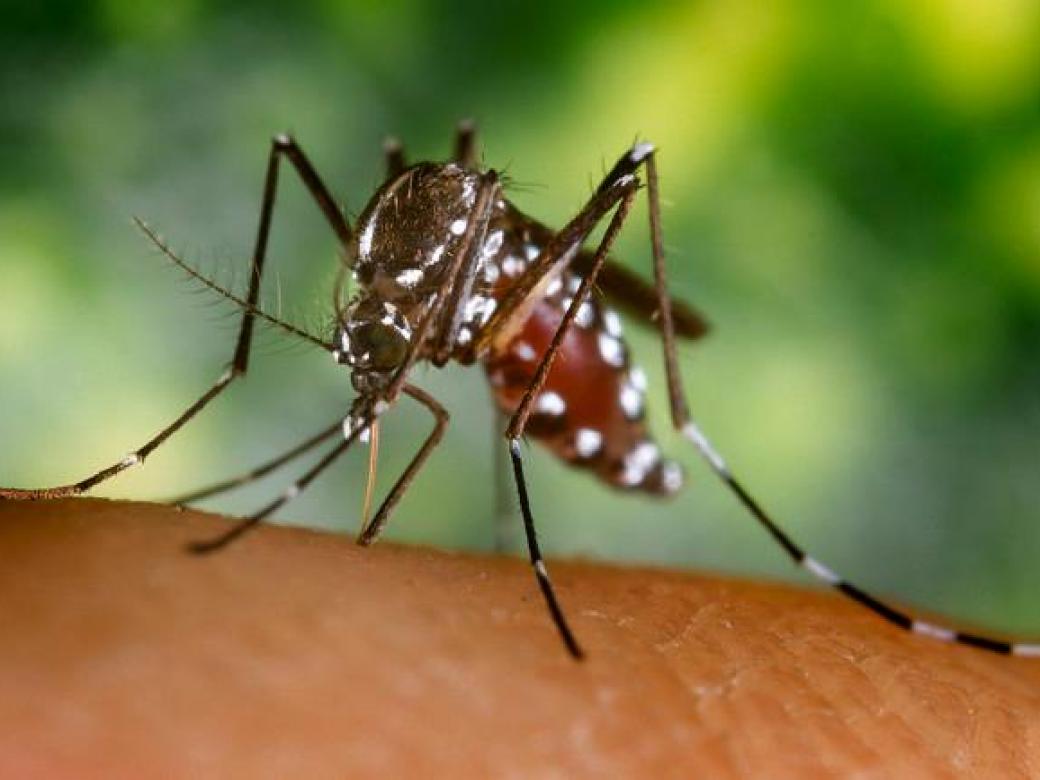 Mosquito del chikungunya podría adaptarse a la Ciudad de México