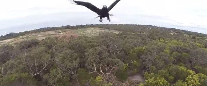 Video: águila pelea contra un drone