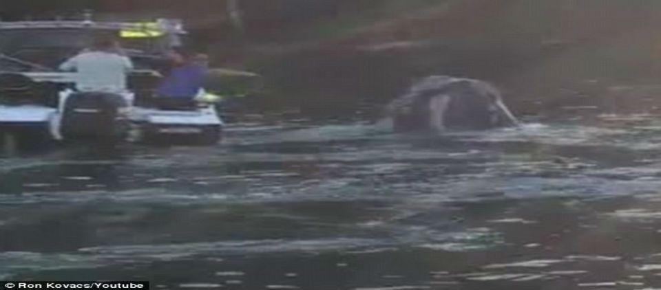 Video: ballena pide ayuda a pescadores