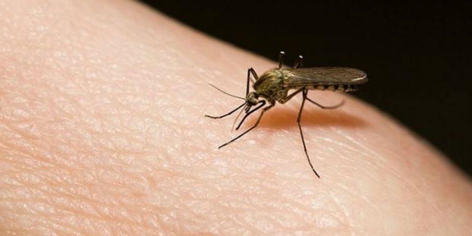 Emiten alerta epidemiológica por dengue en Sonora