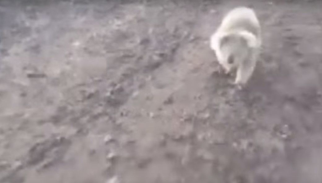 Video: koala persigue a ganadera