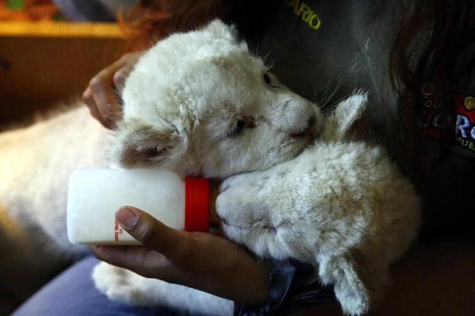 Nacen 5 felinos blancos en zoológico de Puebla