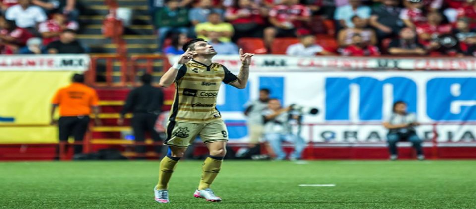 Dorada voltereta Dorada voltereta