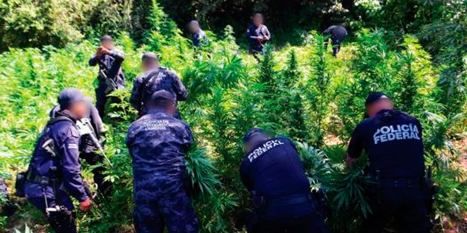 Destruyen 54 toneladas de mariguana en Nayarit