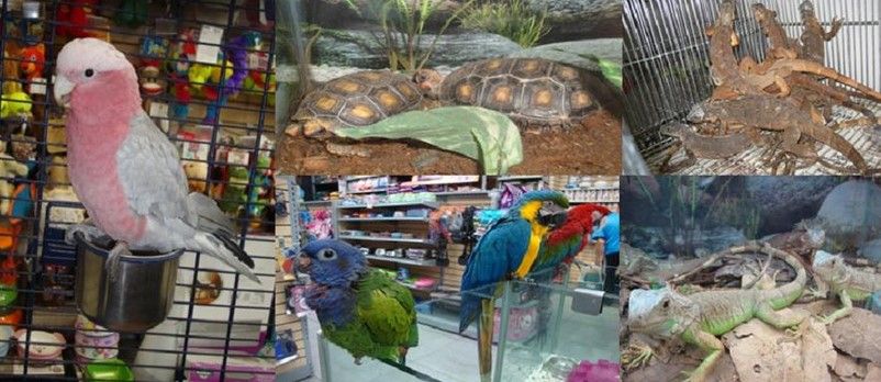 Maskota dejará de vender 201 especies silvestres: PROFEPA