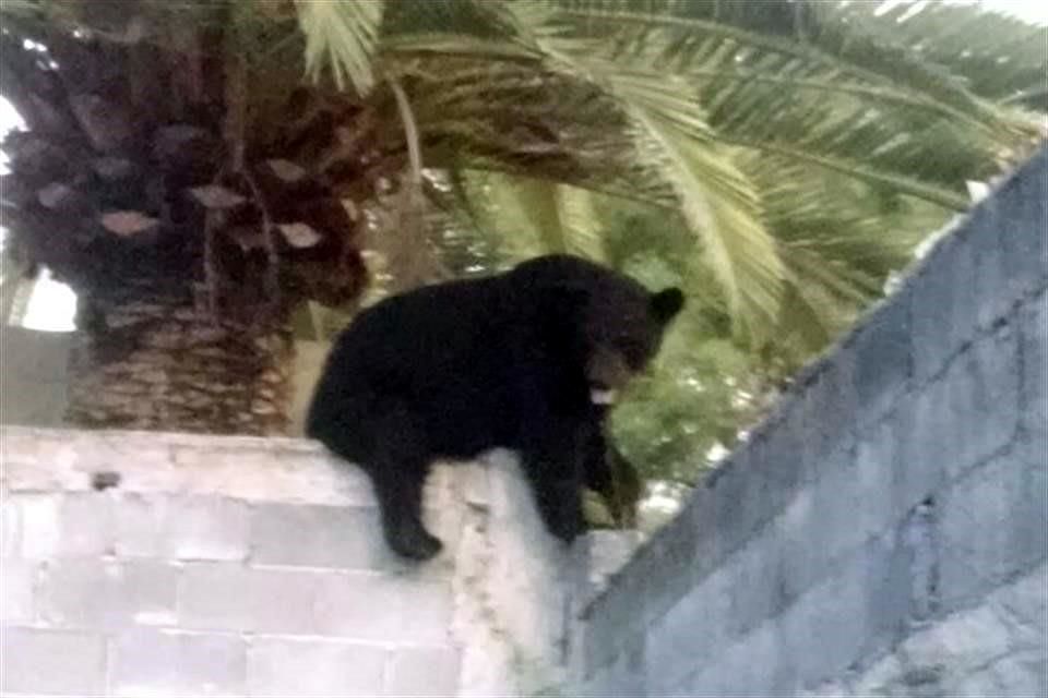 Encuentran oso dormido en casa de Monterrey
