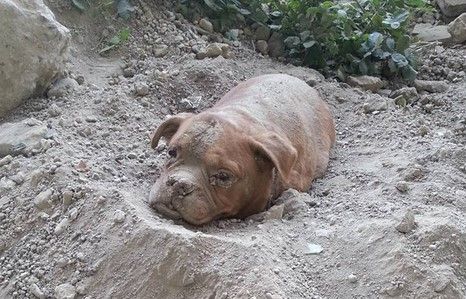 Detienen a uno por enterrar viva a su perra