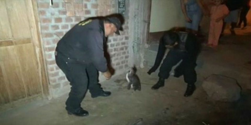 Policías peruanos aseguran a un pingüino Policías peruanos aseguran a un pingüino