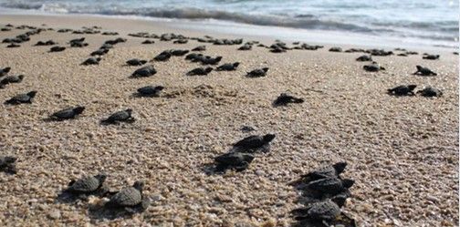 Liberan a más de 37 mil tortugas en playas de Quintana Roo