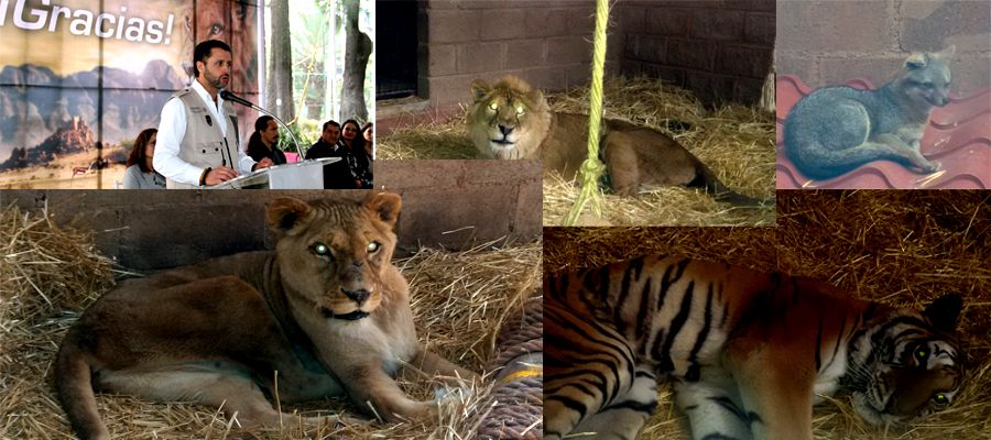 Profepa y Semar trasladarán a 11 grandes felinos a EE.UU.