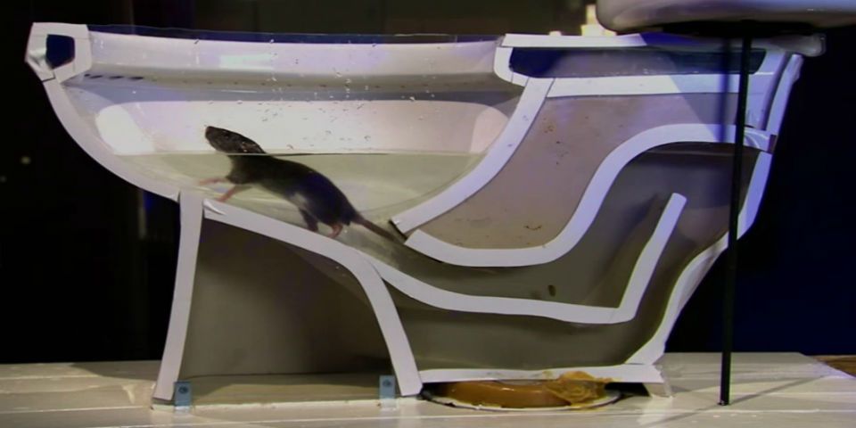 Video: así de fácil puede entrar una rata por su inodoro Video: así de fácil puede entrar una rata por su inodoro