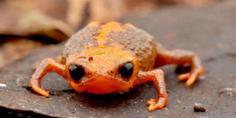 Descubren especie de sapo que mide un centímetro