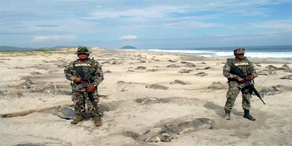Refuerzan campamentos de tortugas
