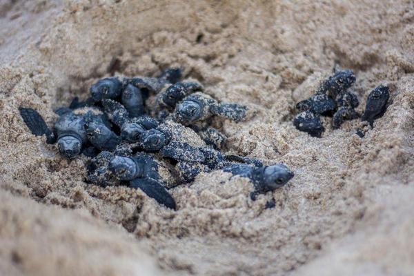 Marina y Semarnat invertirán 67 mdp en drones para trabajos de vigilancia