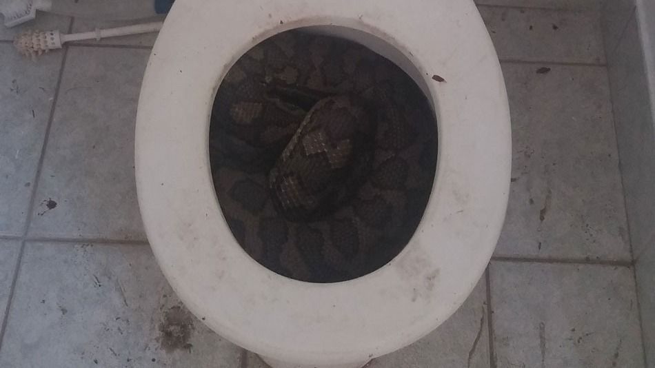 Sacan serpientes de 3 metros de un inodoro