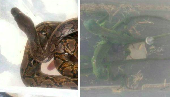 Aseguran tarántulas y otros animales en estación del Metro