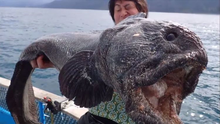 Nuevo pez “mutante” aparece en Fukushima