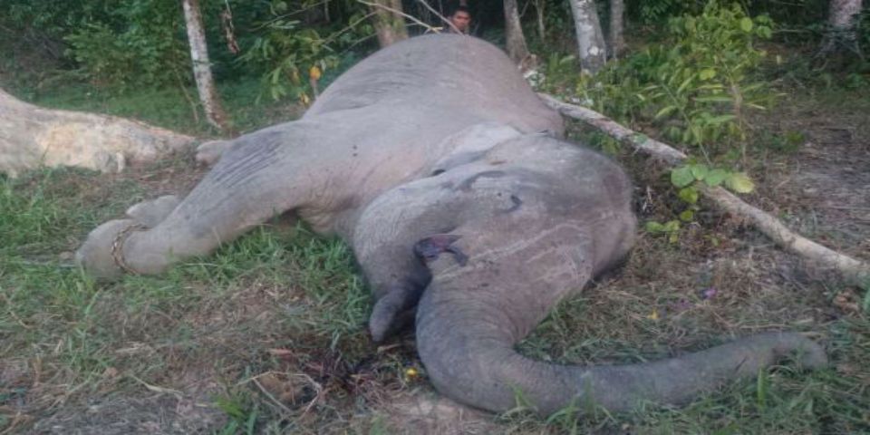 Asesinan al elefante símbolo de Indonesia