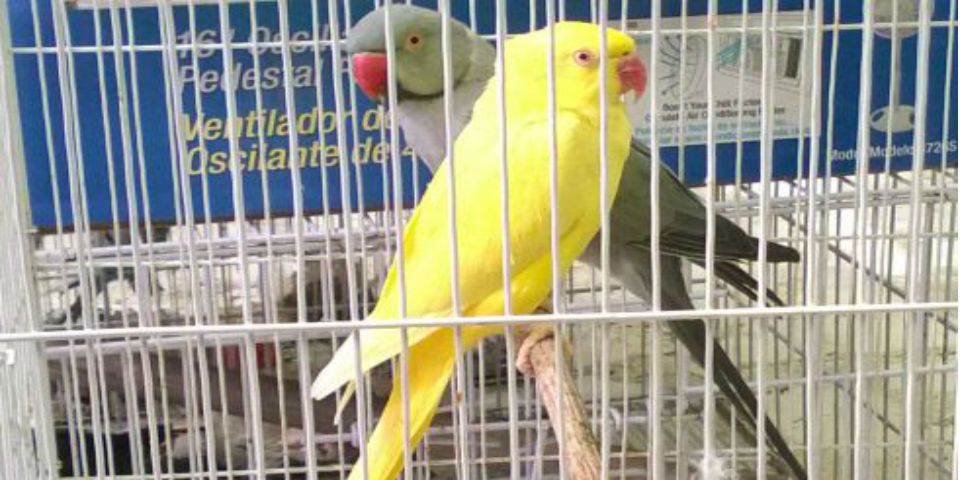 Detienen a tres hombres por venta de especies en peligro de extinción