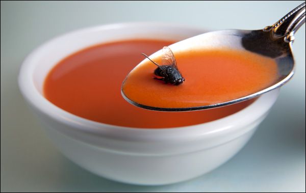 ¿Es más sucia una mosca que una cucaracha? ¿Es más sucia una mosca que una cucaracha?