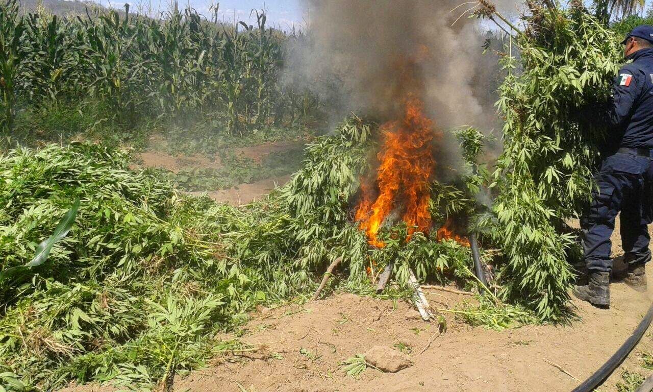 Destruyen casi mil plantas de mariguana cultivadas en Sonora