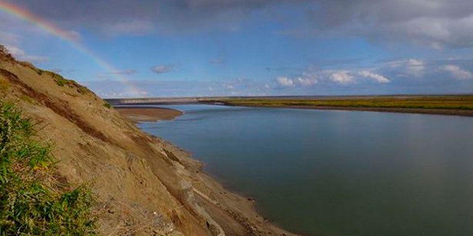 Investigadores descubren nueva especie de dinosaurio en Alaska Investigadores descubren nueva especie de dinosaurio en Alaska