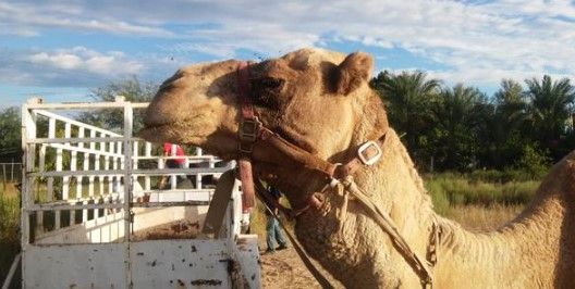 Profepa rescata a camello abandonado por circo