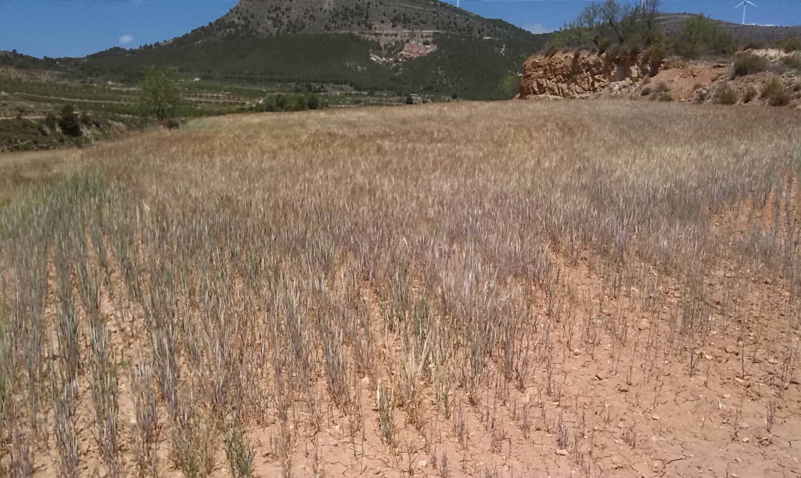 Guerrero enfrenta sequía ante escasez de lluvias