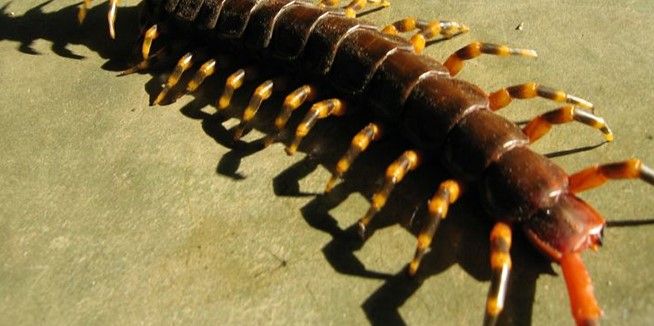 Video: extraen ciempiés de oído de joven china