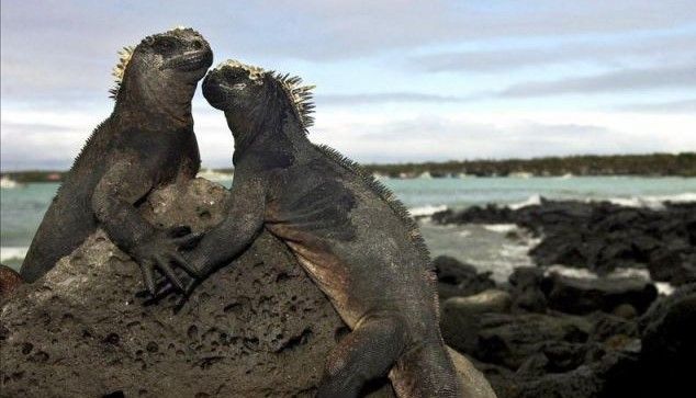Detienen a mexicano por intentar traficar iguanas en Ecuador
