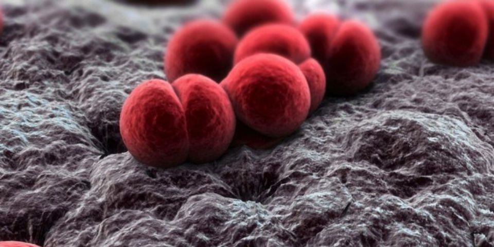 Uno de cada cuatro jóvenes porta la bacteria meningococo