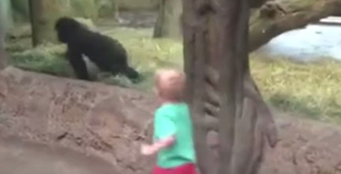 Video: niño juega con chimpancé en zoológico Video: niño juega con chimpancé en zoológico