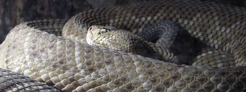 Exhibirán la serpiente más grande del mundo en Querétaro