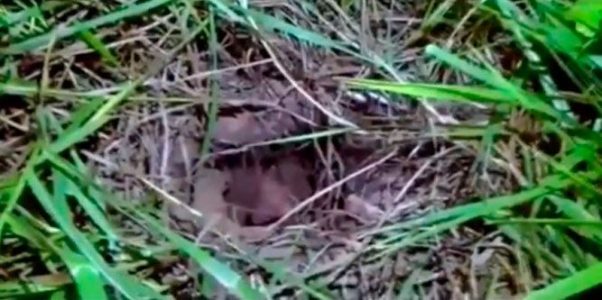 Video: fallido intento de escape de reos en Brasil